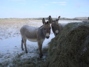 Donkeys - Sweetie Pie and Mama Rose