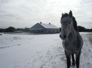 Smokey, Cowboy's mustang, wandering through the cold and posing for the perfect picture!