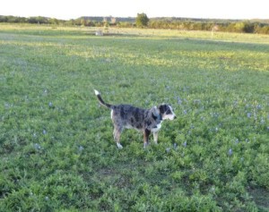 Goober out for a stroll in the bluebonnets.  