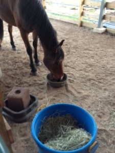 River happily munching his dinner in his stall - but not after acting like a crazy beforehand.