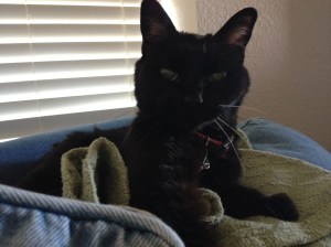 Farm Cat Photo - Willie