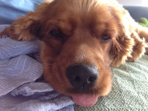Maybelle - Tongue Out