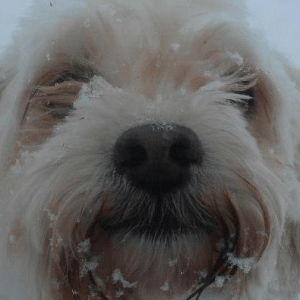 Dog Photo - Pooh Bear