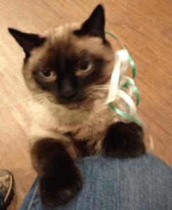 Cat Photo - Rhinoceros in Christmas ribbons