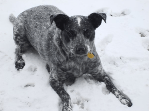 Dog Photo - Dixie Doodlebug in the snow