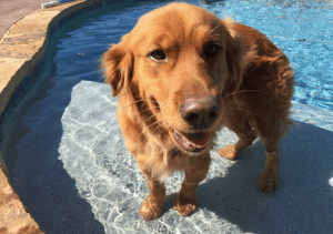 My Farmtastic Life - Max in the Pool