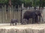Photo - Baby elephants at the Fort Worth Zoo