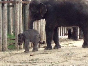 Photo - Baby elephant at the Fort Worth Zoo