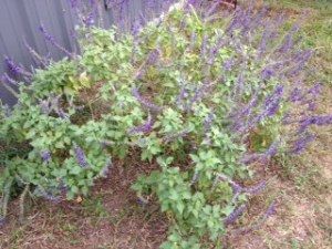 Gardening Photo - Butterfly Bush