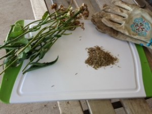 Gardening Photo - Shasta Daisy seeds, plus gloves