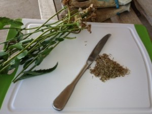 Gardening Photo - Shasta Daisy seeds