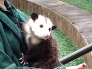 Photo - Opposum at the Fort Worth Zoo.