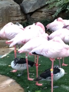 Photo - Ducks at the Fort Worth Zoo