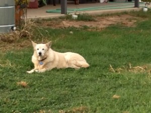 Dog Photo - Abby laying in the grass