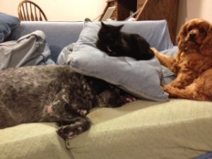 Dog and Cat Photo - Maybelle, Goober, Willie