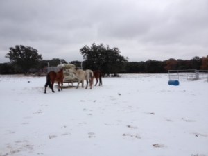 Horse Photo - Horse around the round bale covered in ice