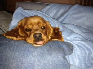 Dog Photo - Maybelle with her tongue out