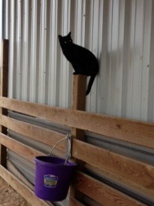 Cat Photo - Nightmare in the horse stalls
