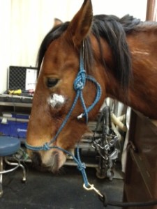 Horse Photo - Ranger all doctored up