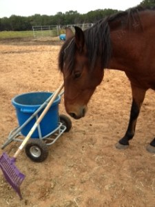 Horse Photo - River with muck bucket