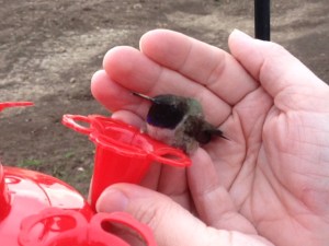 Spring Photo - Holding Hummingbird on feeder