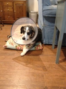 Dog Photo - Goober with his cone