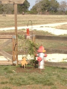 Spring Photo - Hummingbird feeder with Lady Banks Rose