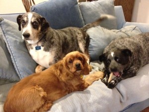 Dog Photo - Goober, Dixie, Maybelle