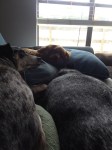 Dog Photo - Goober, Maybelle, Dixie sleeping on the sofa