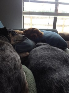Dog Photo - Goober, Maybelle, Dixie sleeping on the sofa