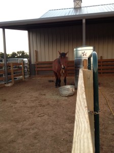 Horse Photo - River next to the water cistern