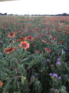 Porch Photo - View of wild flowers.