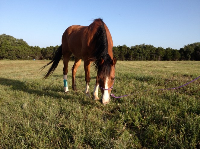 Horse Photo - Sweet Suzy Q in the pasture