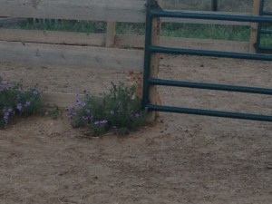 Cat Photo - Yeller Feller peeking out from behind the fence.
