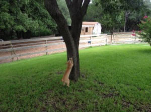 Cat Photo - Yeller climbs a tree