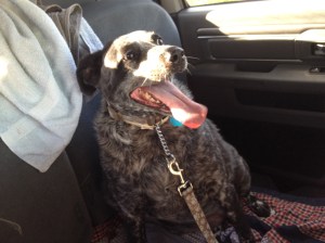 Dog Photo - Dixie in the truck