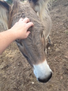 Donkey Photo - Mama Rose the donkey
