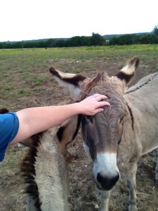 Donkey Phot - Mama Rose getting paid