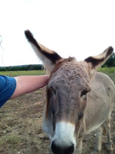 Donkey Photo - Mama Rose
