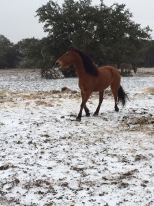 Horse Photo - Ranger in the snow