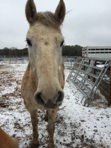 Horse photo - Smokey says hi.