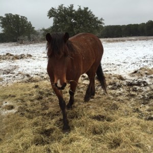 Horse Photo - River coming in for scratches on a cold winter day.