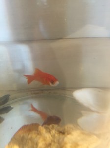 My Farmtastic Life - Go Fish, Critter Stories