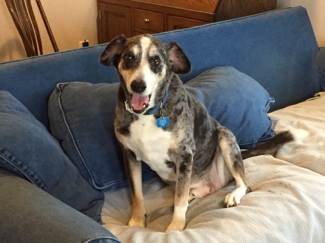 My Farmtastic Life - It's All About the Ears