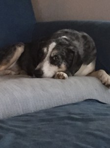 My Farmtastic Life - It's All About the Ears