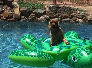 Farm Citter Photo - Maybelle in the pool