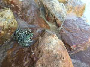 Farm Critter Pic - Frogs in the Pool