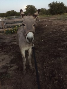 Farm Photo - Sweetie Pie the Donkey