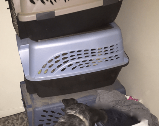 Farm critter pic - Dixie monitoring cats