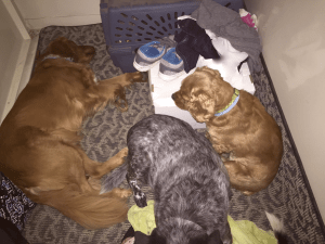 My Farmtastic Life - Dogs and cats in storm shelter